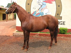 XALAVAR SKIPPY VP